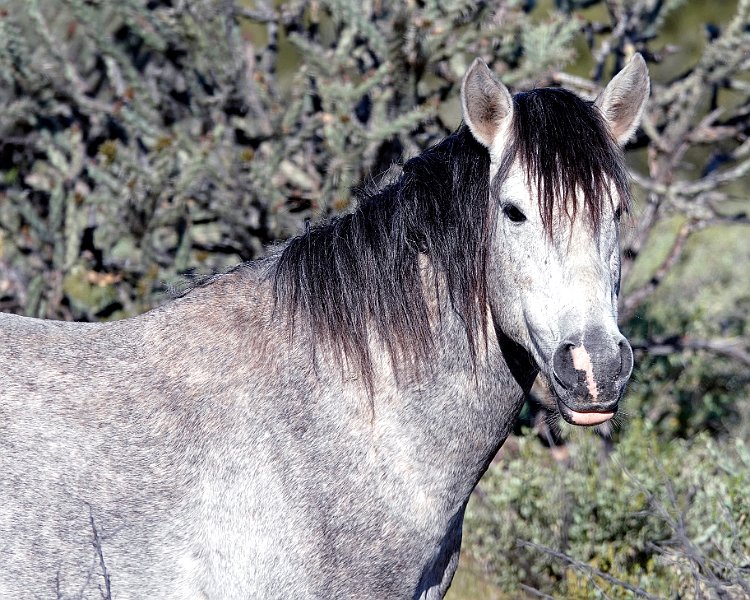 Warrior Horse II